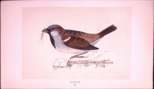 Sparrow Rev Morris First Edition Antique Woodblock Engraving-158