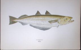 Poutassou Fish Scarce Antique 1877 J. Couch Woodblock Engraving-85