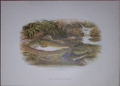 Ruffe & Millar’s Thumb Rev Houghton British Freshwater Fish 1879 Scarce Engraving-40