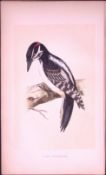 Hairy Woodpecker Bird- Rev Morris First Edition Antique Woodblock Engraving-121