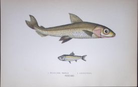Hebridal & Argentine Smelt Fish Scarce Antique 1877 J. Couch Woodblock Engraving-143