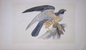 Hobby Bird- Rev Morris First Edition Antique Woodblock Engraving-14