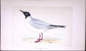 Bonaparte’s Gull Bird- Rev Morris First Edition Antique Woodblock Engraving-201