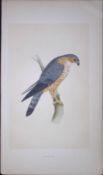 Merlin Bird- Rev Morris First Edition Antique Woodblock Engraving-16