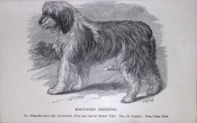 Bob-Tailed Sheepdog British Dogs by Hugh Dalziel 1889 Antique Book Plate-40