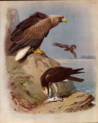 Antique Scarce Second Edition Bird Lithograph White Tailed Eagle & Osprey-33.