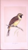 Cirl Bunting Rev Morris First Edition Antique Woodblock Engraving-153