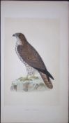 Honey Buzzard Bird- Rev Morris First Edition Antique Woodblock Engraving-9