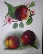 Nectarines Lord Napier, Humboldt, Dryden, Antique Mary Rivers Fruit Illustration-20.