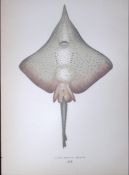 Long Nosed Skate Fish Scarce Antique 1877 J. Couch Woodblock Engraving-99
