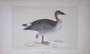 Pink-Footed Goose Bird- Rev Morris First Edition Antique Woodblock Engraving-71