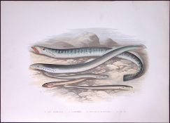 Species of Sea Lampreys Rev Houghton British Freshwater Fish 1879 Scarce Wood Engraving.1