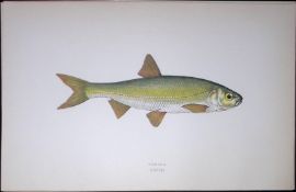 Dobule Fish Scarce Antique 1877 J. Couch Woodblock Engraving-129