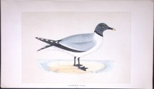 Sabine’s Gull Bird- Rev Morris First Edition Antique Woodblock Engraving-198