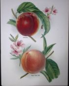 Apples- Alexandra, Rivers Early York, Antique Mary Rivers Fruit Illustration-27.