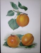 Peaches Royal, Grosse Peche, Large Early Montgamet, Antique Mary Rivers Illustration-29.