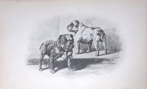 Bulldogs Antique Book Plate Rawdon Lee Modern Dogs 1894-12