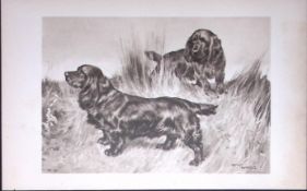 Pair Black Field Spaniels Antique Book Plate Rawdon Lee -Modern Dogs -52