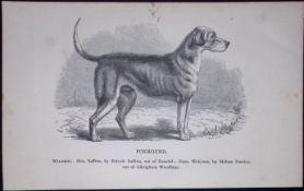 The Foxhound British Dogs by Hugh Dalziel 1889 Antique Book Plate-22