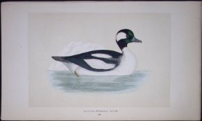 Buffel Headed Duck Bird- Rev Morris First Edition Antique Woodblock Engraving-109