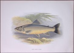Loch Killin Char Rev Houghton British Freshwater Fish 1879 Scarce Engraving-9