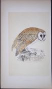 White Owl Bird- Rev Morris First Edition Antique Woodblock Engraving-29