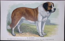 St Bernard British Dogs by Hugh Dalziel 1889 Antique Coloured Book Plate-10