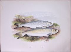 Pollan & Powan Rev Houghton British Freshwater Fish 1879 Scarce Engraving-6
