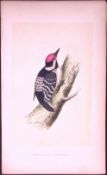 Lesser Spotted Woodpecker Bird- Rev Morris First Edition Antique Woodblock Engraving-120