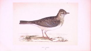 Sky Lark Rev Morris First Edition Antique Woodblock Engraving-146