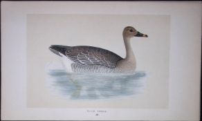 Bean Goose Bird- Rev Morris First Edition Antique Woodblock Engraving-70