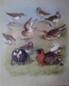 Thorburn Antique Scarce Bird Chromolithograph The Sandpiper Family-67