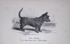 Skye Terrier British Dogs by Hugh Dalziel 1889 Antique Book Plate-61