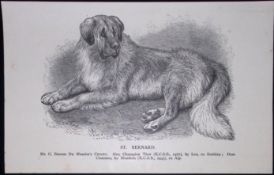 St Bernard British Dogs by Hugh Dalziel 1889 Antique Book Plate-45
