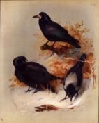 Thorburn Antique Scarce Bird Lithograph Hooded & Carrion Crow -21.