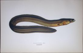 Broad Nosed Eel Fish Scarce Antique 1877 J. Couch Woodblock Engraving-146