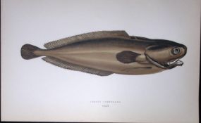 Lesser Forkbeard Fish Scarce Antique 1877 J. Couch Woodblock Engraving-79