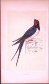Swallow Bird- Rev Morris First Edition Antique Woodblock Engraving-129