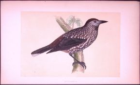 Nutcracker Bird- Rev Morris First Edition Antique Woodblock Engraving-56