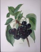Grapes Early Rivers 1891-1894 Antique Mary Rivers Fruit Illustration-4.