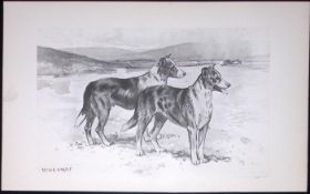 Collies Smoothed-Coated Antique Book Plate Rawdon Lee Modern Dogs 1894-7