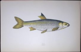Dace Fish Scarce Antique 1877 J. Couch Woodblock Engraving-130