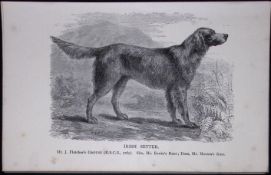 Irish Red Setter British Dogs by Hugh Dalziel 1889 Antique Book Plate-31