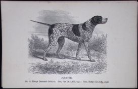 The Pointer Black Face British Dogs by Hugh Dalziel 1889 Antique Book Plate-29