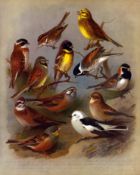 Thorburn Antique Scarce 2nd Edition Bird Print Bunting, Hammer, Ortolan-18.