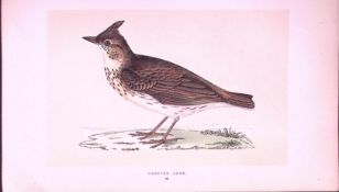 Crested Lark Rev Morris First Edition Antique Woodblock Engraving-147