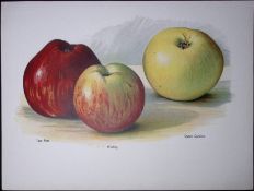 Apples- Tom Putt, Wealthy, Queen Caroline Antique Mary Rivers Illustration-51