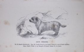 Skye Terrier British Dogs by Hugh Dalziel 1889 Antique Book Plate-59