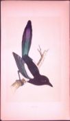 Magpie Bird- Rev Morris First Edition Antique Woodblock Engraving-55