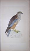 Marsh Harrier Bird- Rev Morris First Edition Antique Woodblock Engraving-20